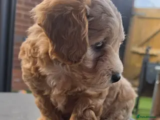 Maltipoo dogs Gorgeous f2 maltipoo puppies - Advert 11