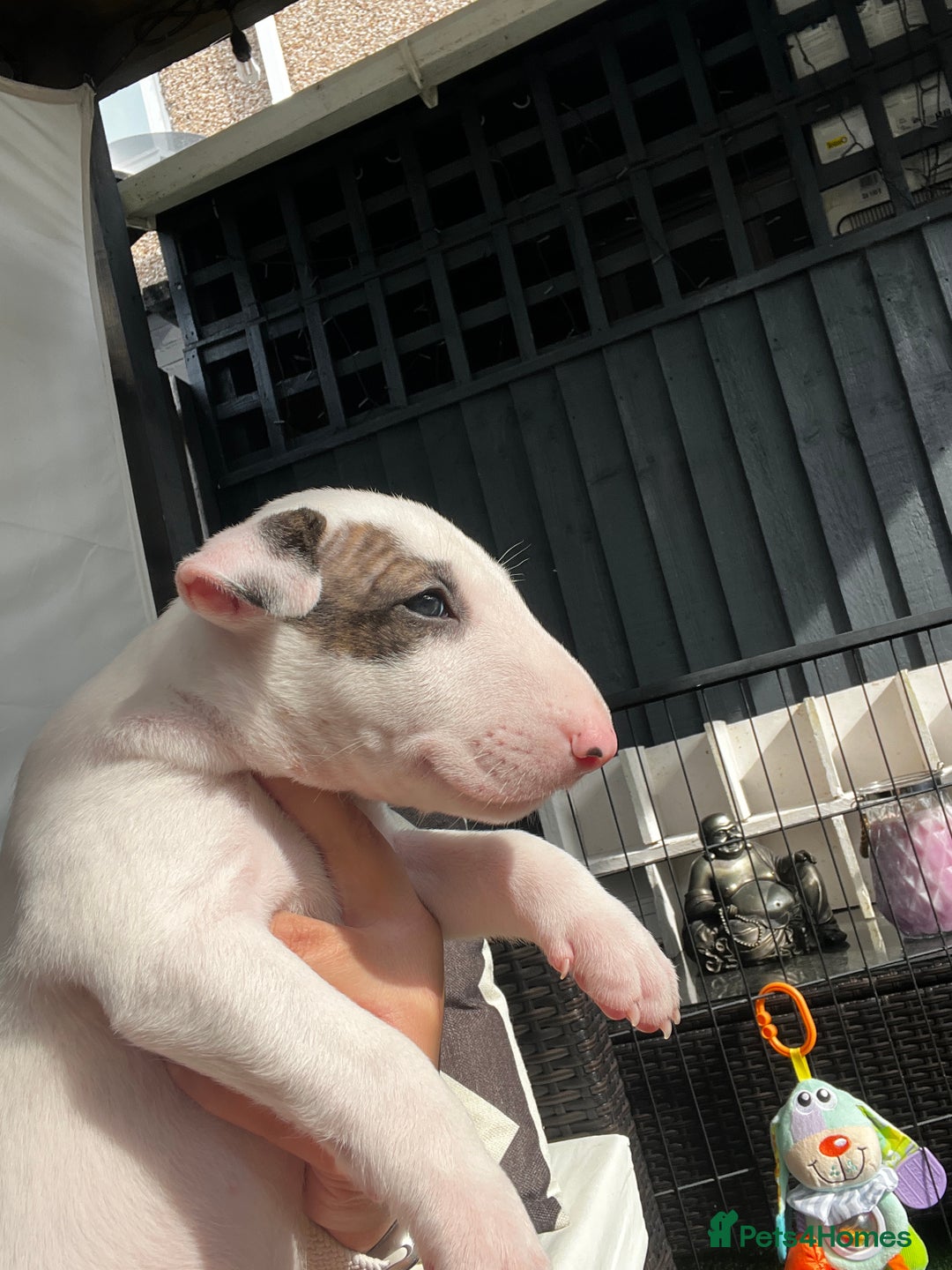 English Bull Terrier dogs for sale: Janineabullz bull terriers beautiful litter  - Image 26