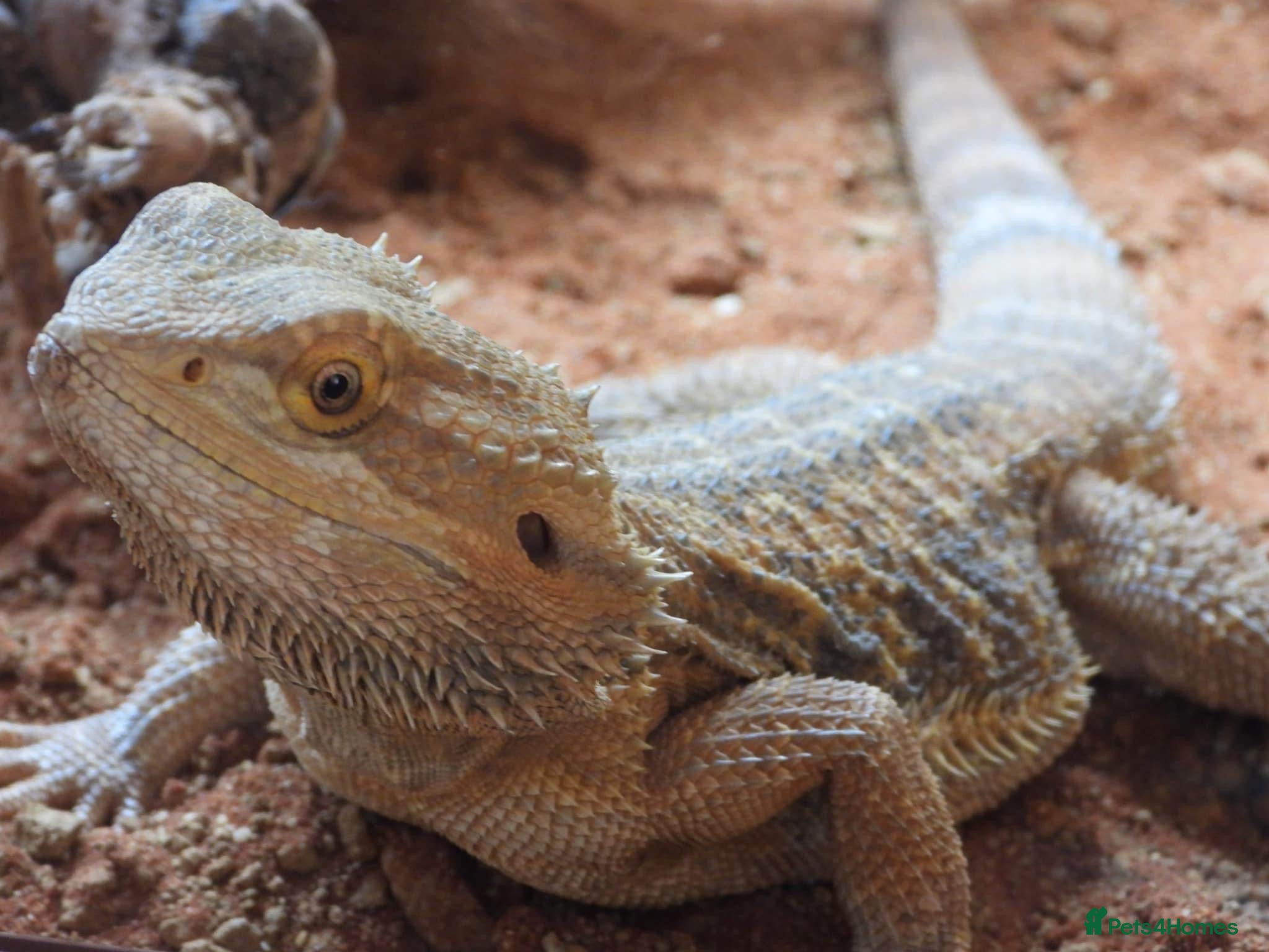 Bearded Dragon reptiles Rio bearded dragon  - Advert 10