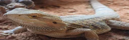 Bearded Dragon reptiles for sale: Rio bearded dragon  in Christchurch - Advert 1