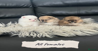 Pomeranian dogs - Advert 9