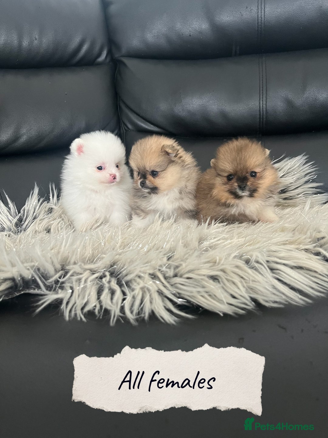 Pomeranian dogs for sale: 🐻Stunning 🤩 Champion Line🏅Teddy Face 🧸 - Image 2