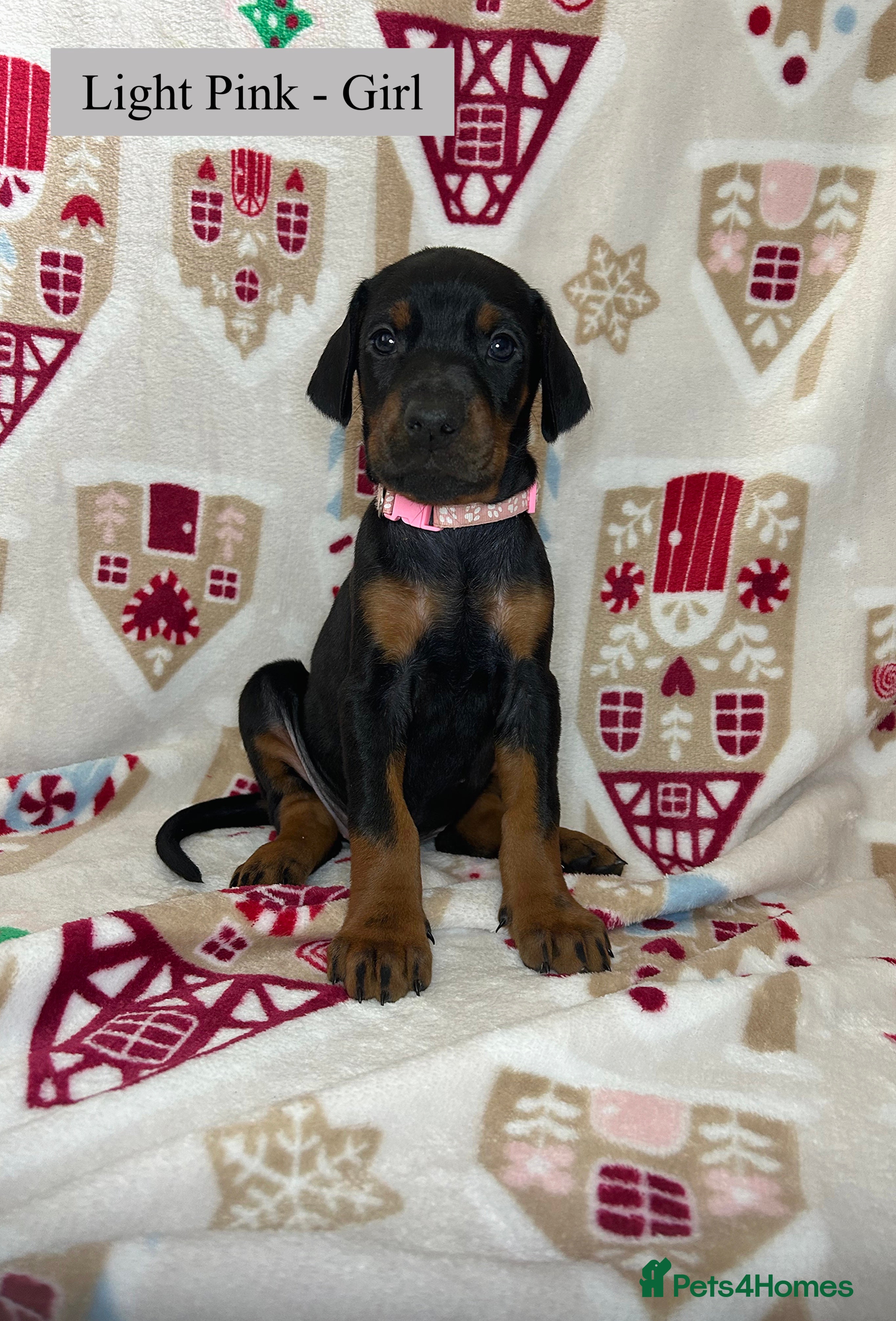Dobermann dogs 🩶 Top quality KC registered Doberman puppies! 🩶 - Advert 3