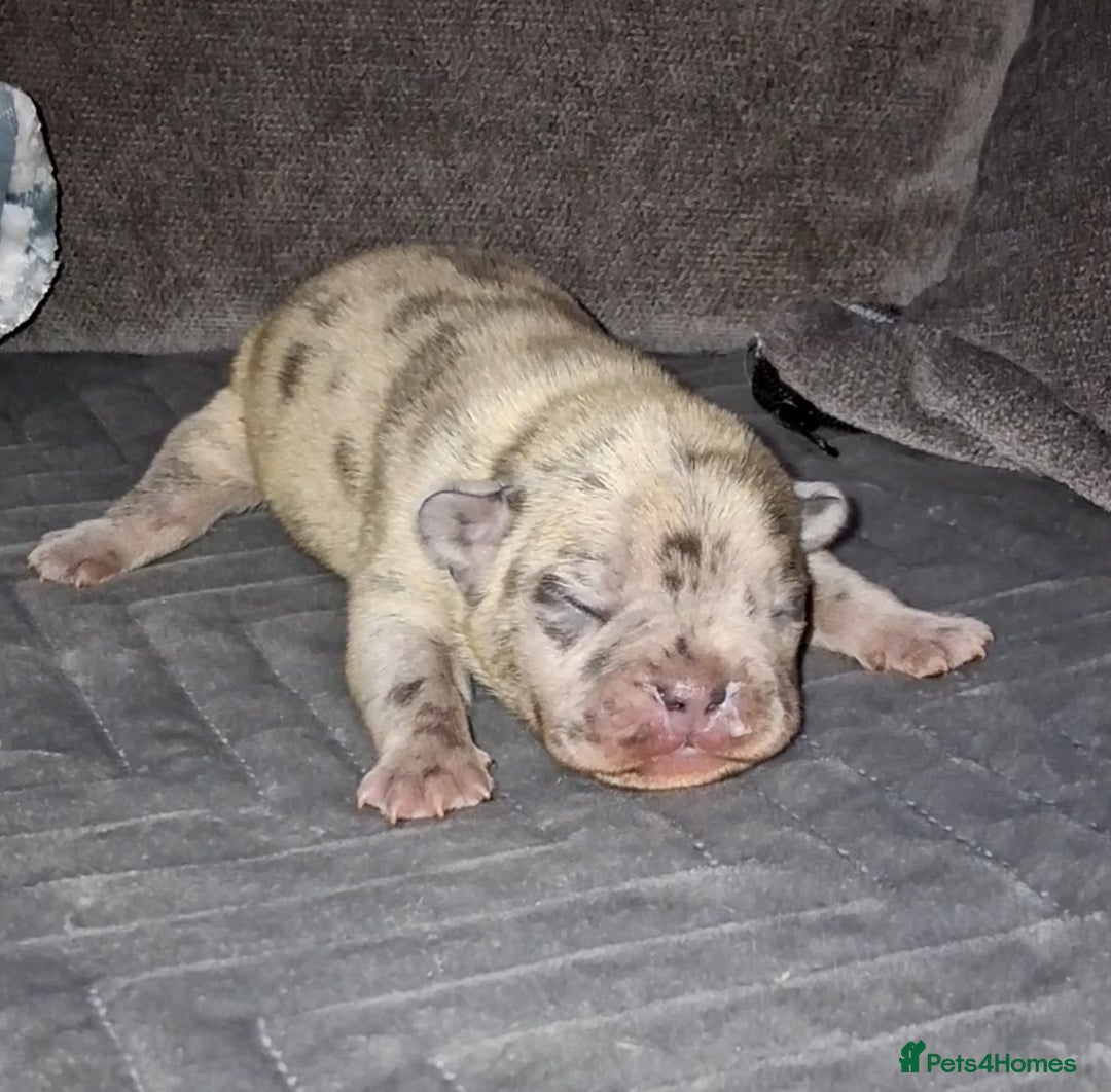 French Bulldog dogs for sale: 8 stunning french bulldogs - Advert 22