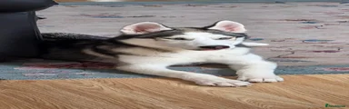 Siberian Husky 1
