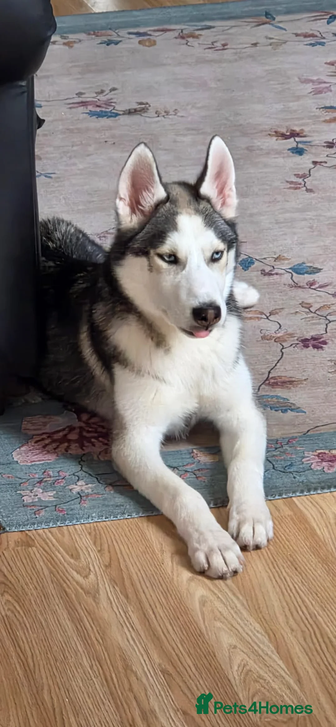 Siberian Husky dogs for sale: 5 old months puppy for sale  in Northampton - Advert 2