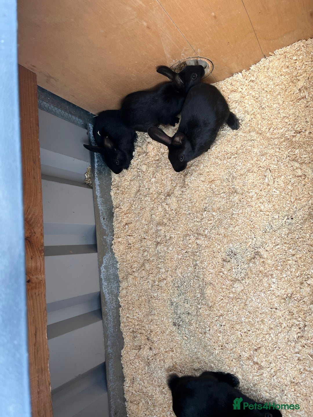 Mixed Breed rabbits for sale: 6 mixed breed black rabbits  - Image 4
