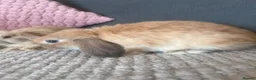 Mini Lop rabbits for sale: Mini Lop Rabbits for sale  - Advert 10