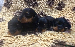 Miniature Dachshund dogs for sale: 5⭐️ licensed Miniature Wirehaired Dachshund  - Image 3