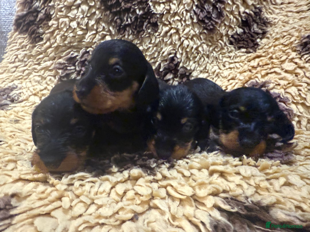 Miniature Dachshund dogs for sale: 5⭐️ licensed Miniature Wirehaired Dachshund  - Image 3