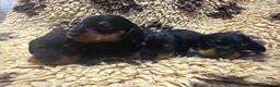Miniature Dachshund dogs for sale: 5⭐️ licensed Miniature Wirehaired Dachshund  - Advert 3