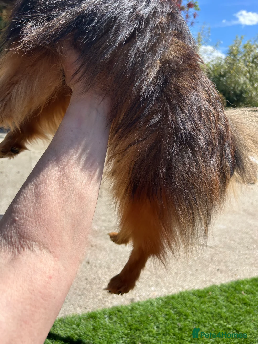 Pomeranian dogs for sale: Russian coated red sable Pomeranian puppy - Advert 13