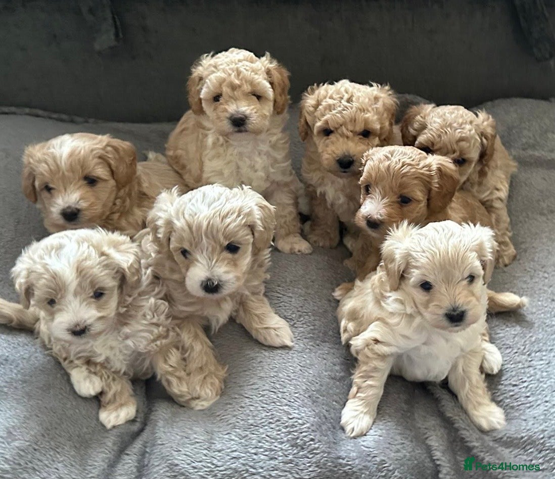 Maltipoo dogs Maltipoo Puppies 💗 - Advert 1