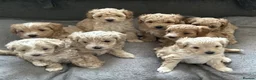 Maltipoo dogs for sale: Maltipoo Puppies 💗 in Stanmore - Advert 1