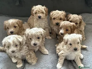 Maltipoo dogs Maltipoo Puppies 💗 - Advert 1