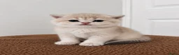 Scottish Fold cats for sale: Scottish Kittens Looking for Their Forever Homes  in Watford - Advert 7
