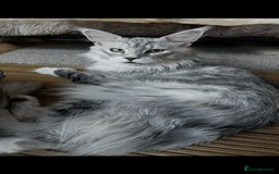 Maine Coon cats for stud:  ⭐️ SIR CLYDE ⭐️ STUD AVAILABLE ⭐️ POLYDACTYL ⭐️ - Image 5