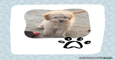 Cockapoo dogs - Advert 8