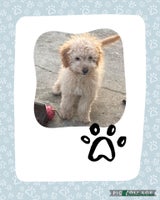 Cockapoo dogs - Advert 8