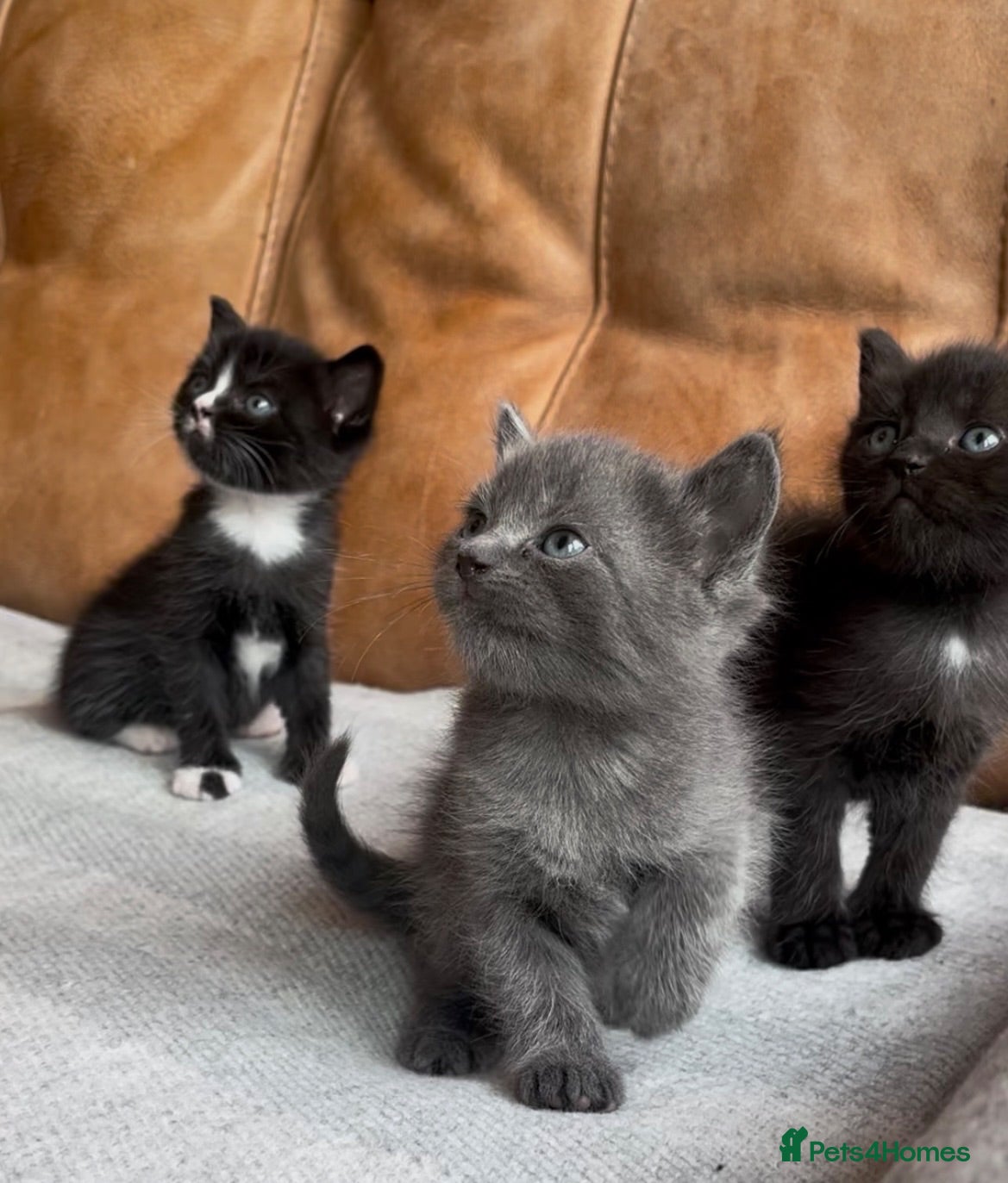 Mixed Breed cats 3 kittens looking for a new loving home  - Advert 1