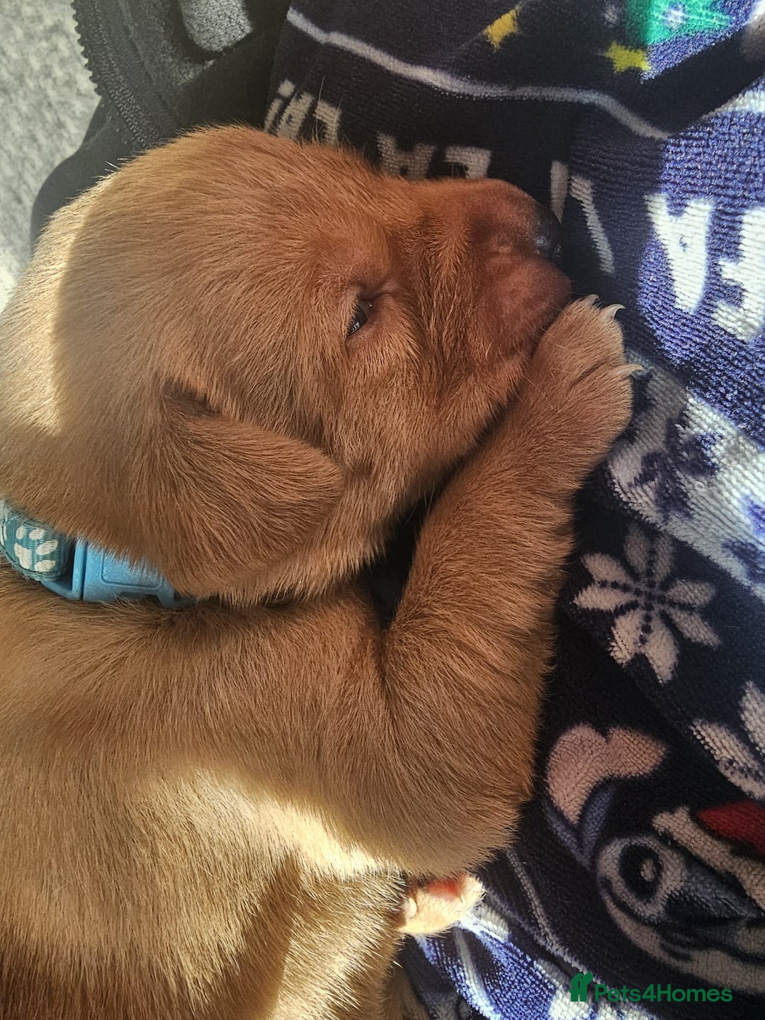 Labrador Retriever dogs for sale: KC Reg Labrador Puppies (mix of Red/blonde) - Advert 4