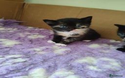 British Shorthair cats for sale: Adorable kittens  in Great Missenden - Image 9