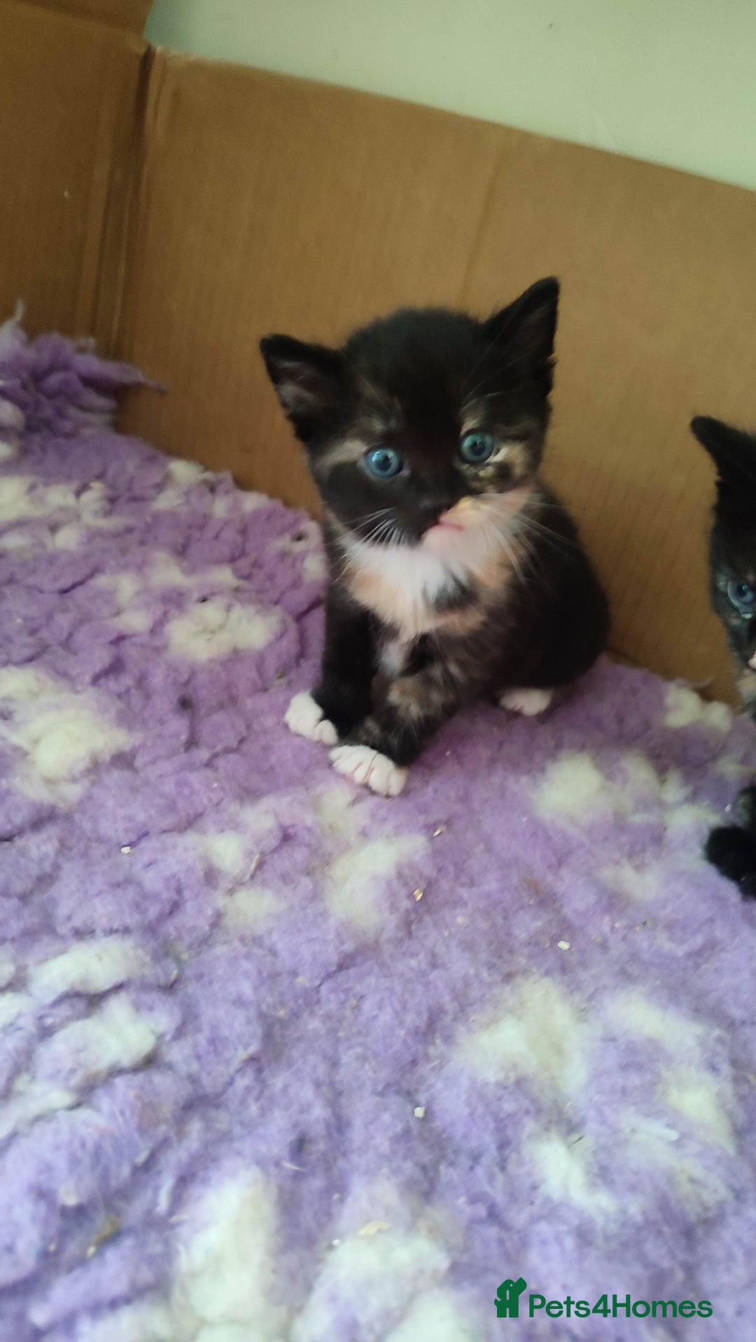 British Shorthair cats for sale: Adorable kittens  in Great Missenden - Image 9