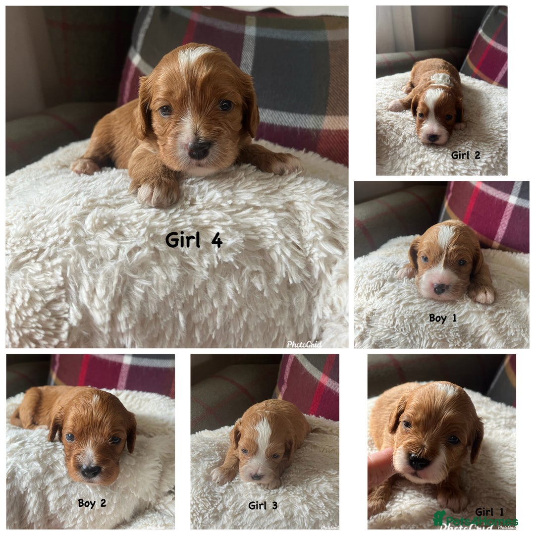 Cavapoo dogs for sale: F1 Cavapoo Puppies - Image 8