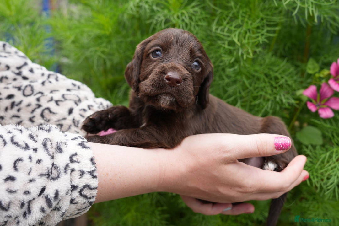 Cocker Spaniel dogs for sale: 4 male KC working cocker spaniel puppies - Image 18