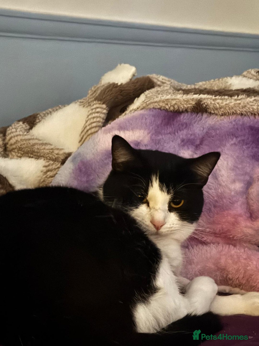 Mixed Breed cats for sale: Star female spayed and chipped  - Advert 1