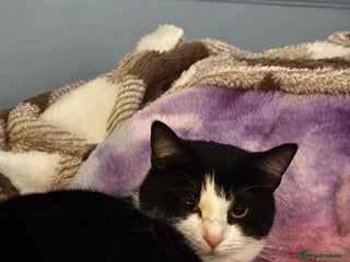 Mixed Breed cats Star female spayed and chipped - Advert 6