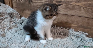 Persian cats - Advert 1