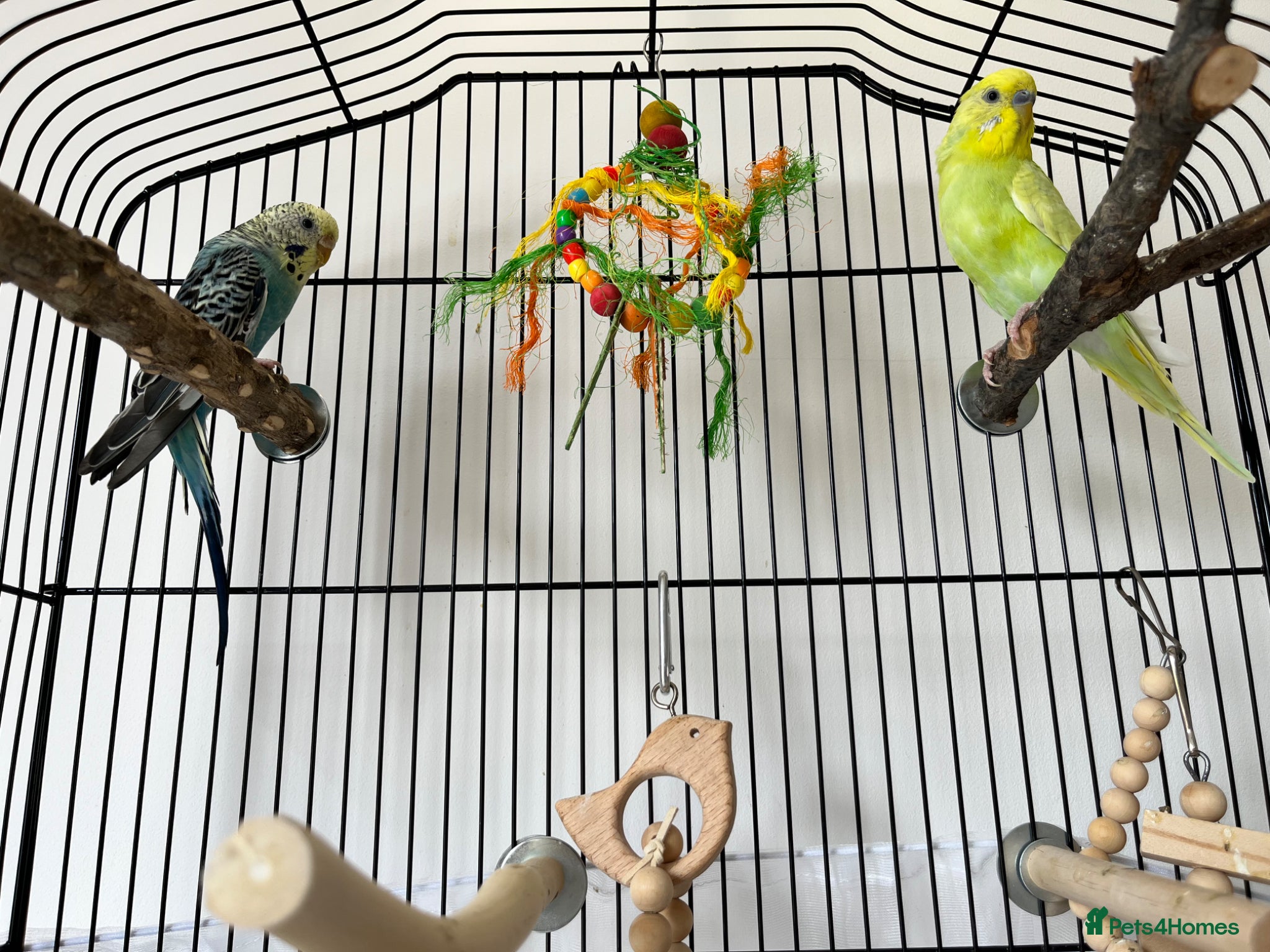 Budgerigars birds Male and Female Budgie’s - Advert 9