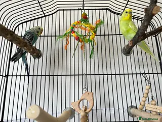 Budgerigars birds Male and Female Budgie’s - Advert 9