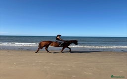 English Thoroughbred horses for sale: Five winds bunny b  - Image 6