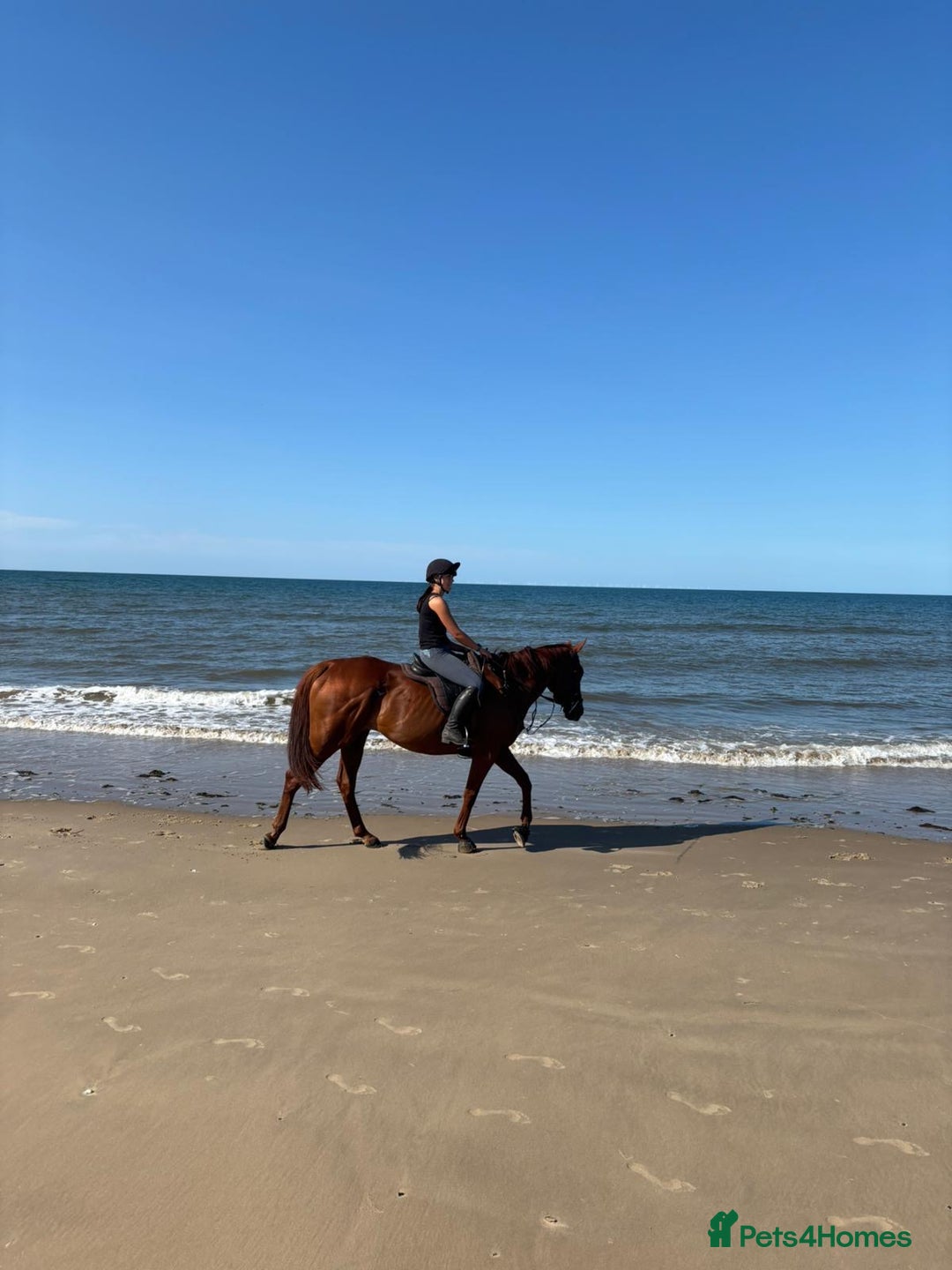 English Thoroughbred horses for sale: Five winds bunny b  - Image 6