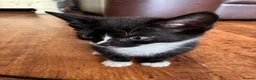 Domestic Shorthair cats for sale: Cute tabby and back and white kittens - Advert 4