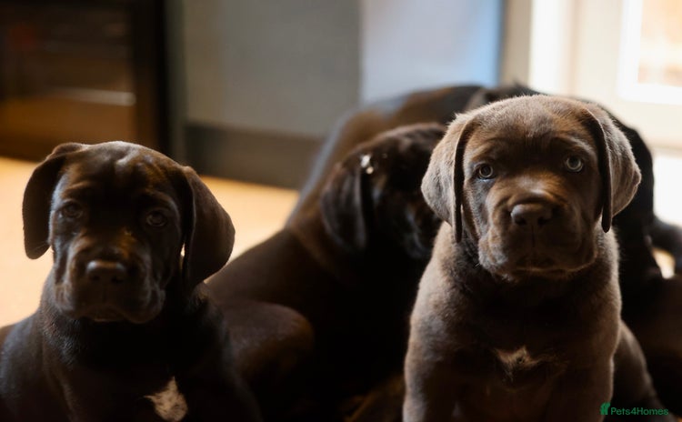 Cane Corso dogs - Advert 8