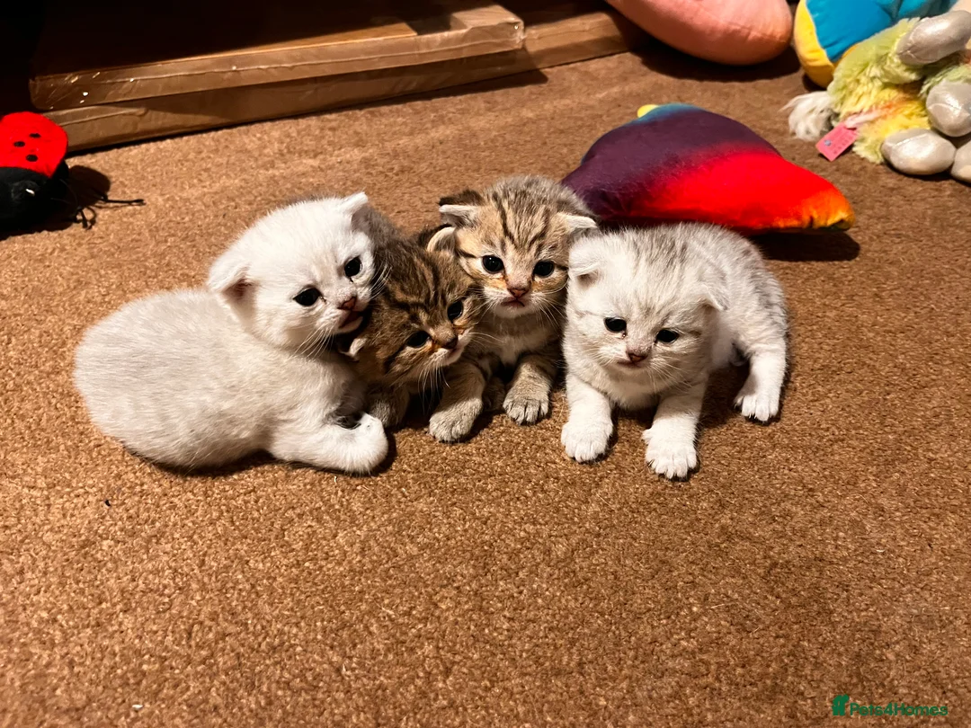 Scottish Fold cats for sale: Scottish fold kittens - Advert 3