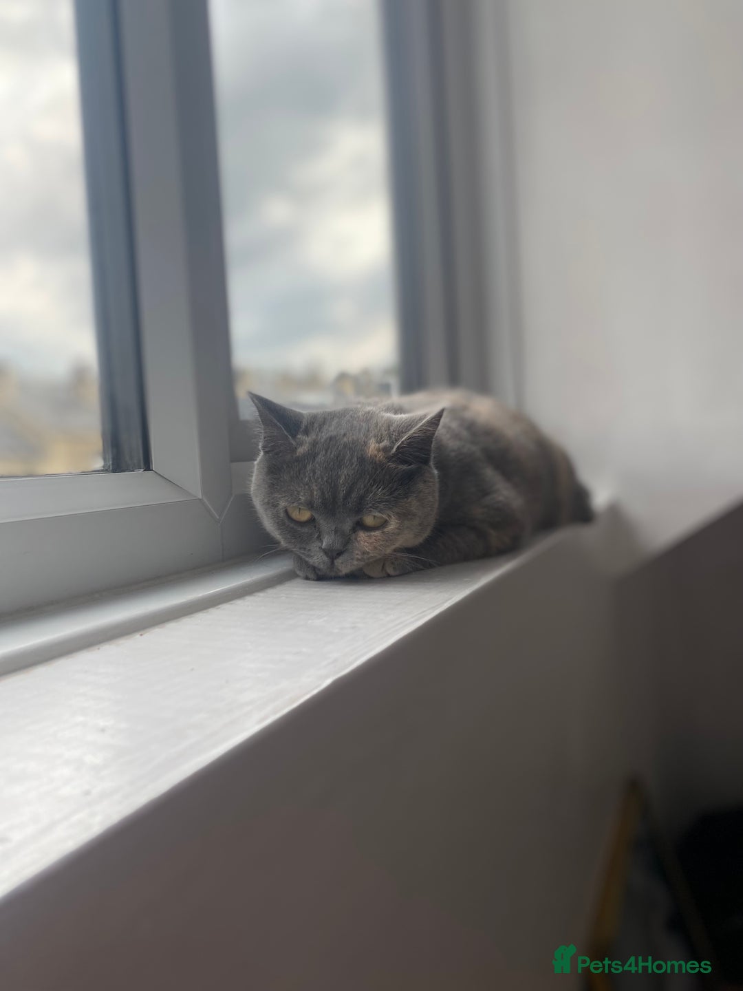 British Shorthair cats for sale: Adorable british shorthair  - Image 2