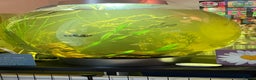 Other/Mixed Breed fish for sale: Biorb 105 l community set up tank all included  - Advert 1