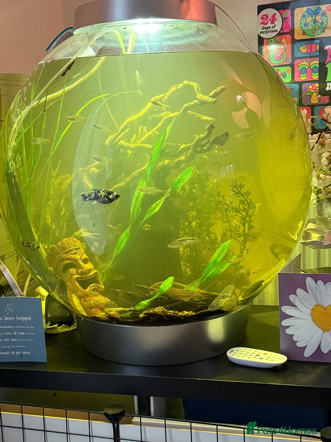 Other/Mixed Breed fish for sale: Biorb 105 l community set up tank all included  - Advert 1