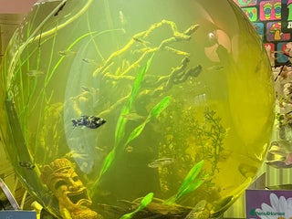 Other/Mixed Breed fish Biorb 105 l community set up tank all included - Advert 2