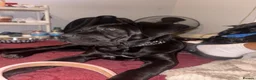 Cane Corso dogs for sale: last female pup  in London - Advert 3