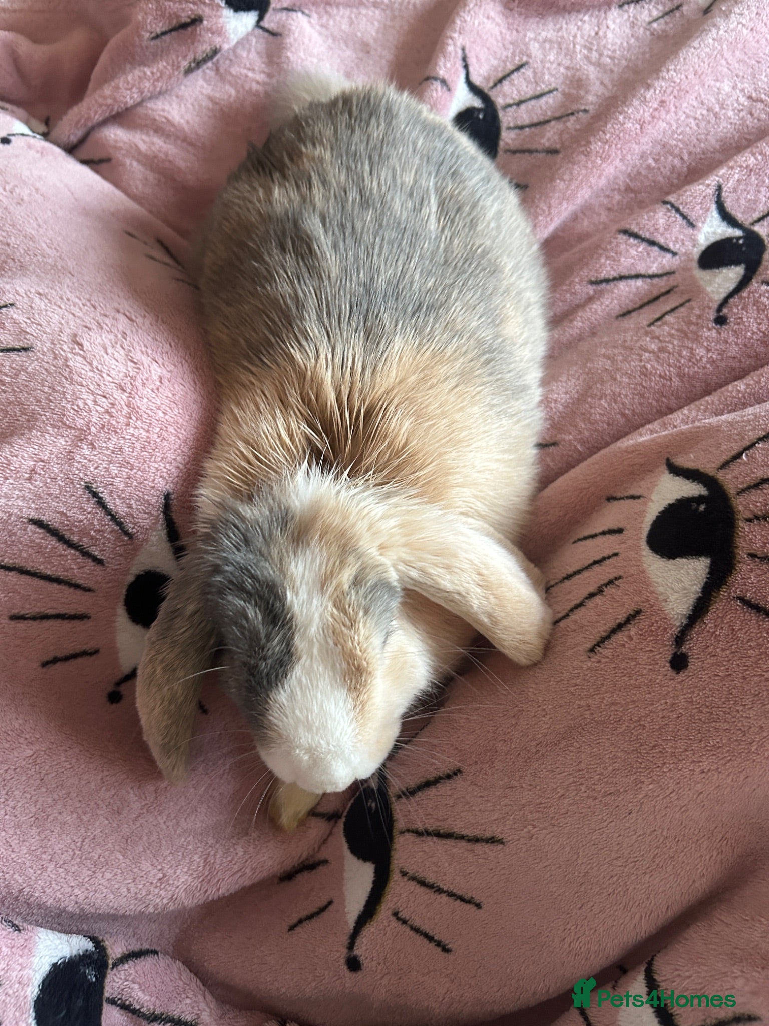 Mini Lop rabbits Beautiful boy bunny and enclosure  - Advert 5
