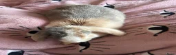 Mini Lop rabbits for sale: Beautiful boy bunny and enclosure  in Nottingham - Advert 1