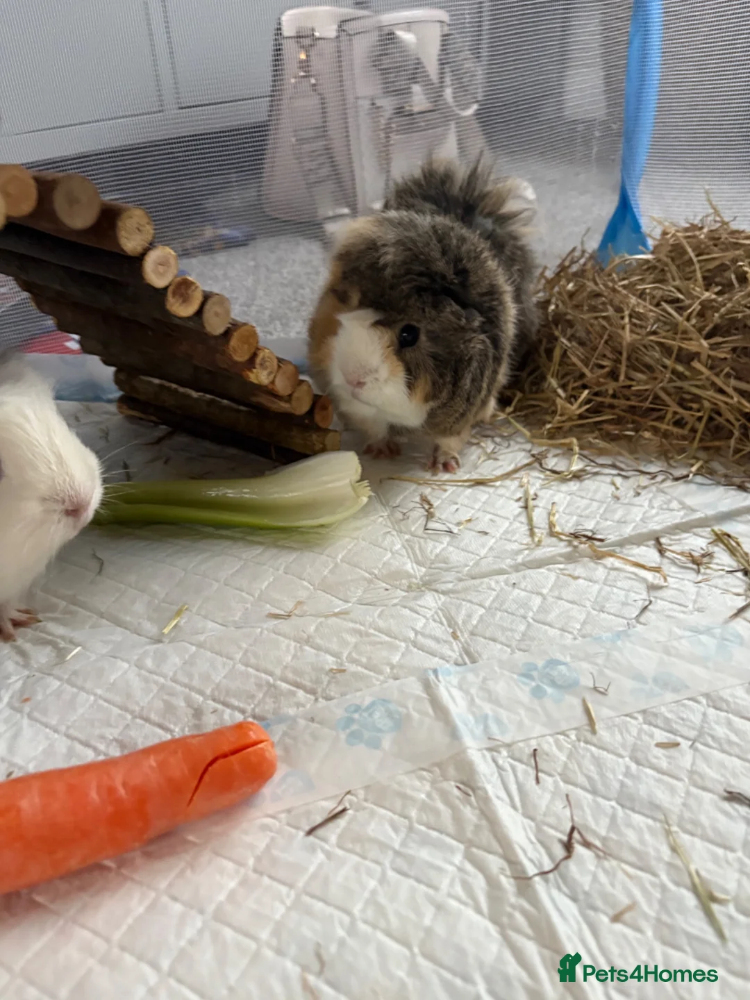 Guinea Pig rodents for sale: Guinea Pigs looking for new home - Advert 2