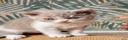 Selkirk Rex cats for sale: Gorgeous Selkirk rex kittens 😻 - Advert 35