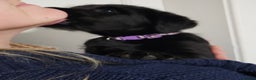 Labrador Retriever dogs for sale: Black labrador x gwp puppies working or pet homes - Advert 35
