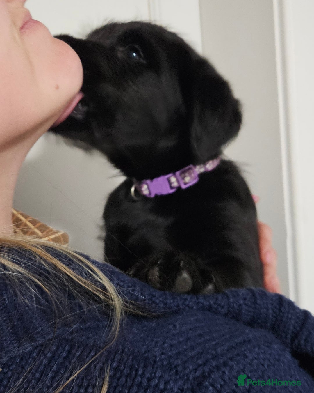 Labrador Retriever dogs for sale: Black labrador x gwp puppies working or pet homes - Advert 35